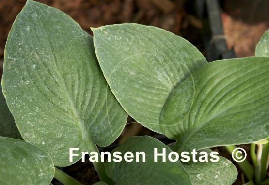 Hosta Krinkled Joy